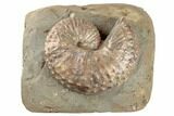 Iridescent Fossil Ammonite (Jeletzkytes) - South Dakota #189312-1